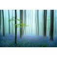 thumbnail image 2 of Haaksma, Piet 24x17 White Modern Wood Framed Museum Art Print Titled - the blue forest, 2 of 4