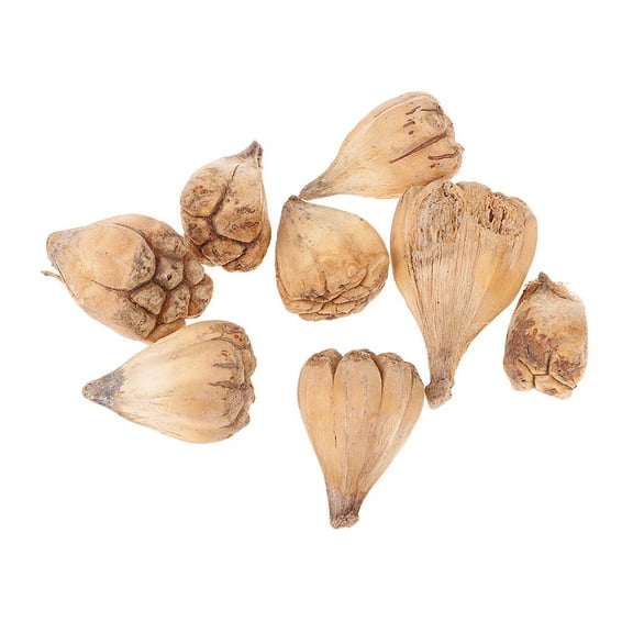 EHJRE 8 Pieces Natural Dried Buddha's Hand for Home Garden Decoration