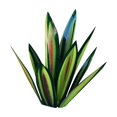 thumbnail image 1 of Escultura rústica de tequila de metal de 11 pulgadas para jardín, decoración del hogar, 9 hojas, color verde., 1 of 7