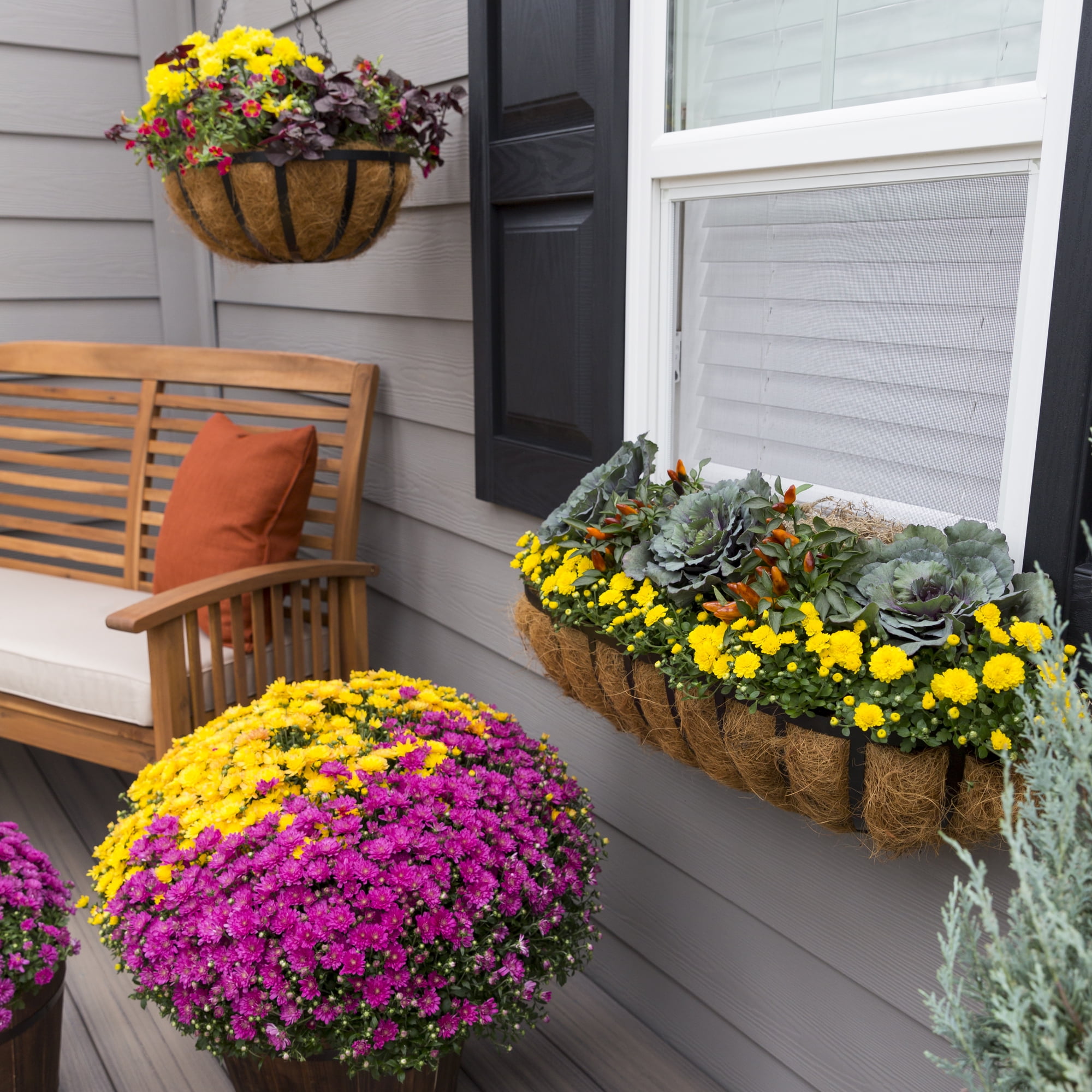 Expert Gardener 1.5G Orange White Yellow Mum Live Plant Decorative Pot Full Sun