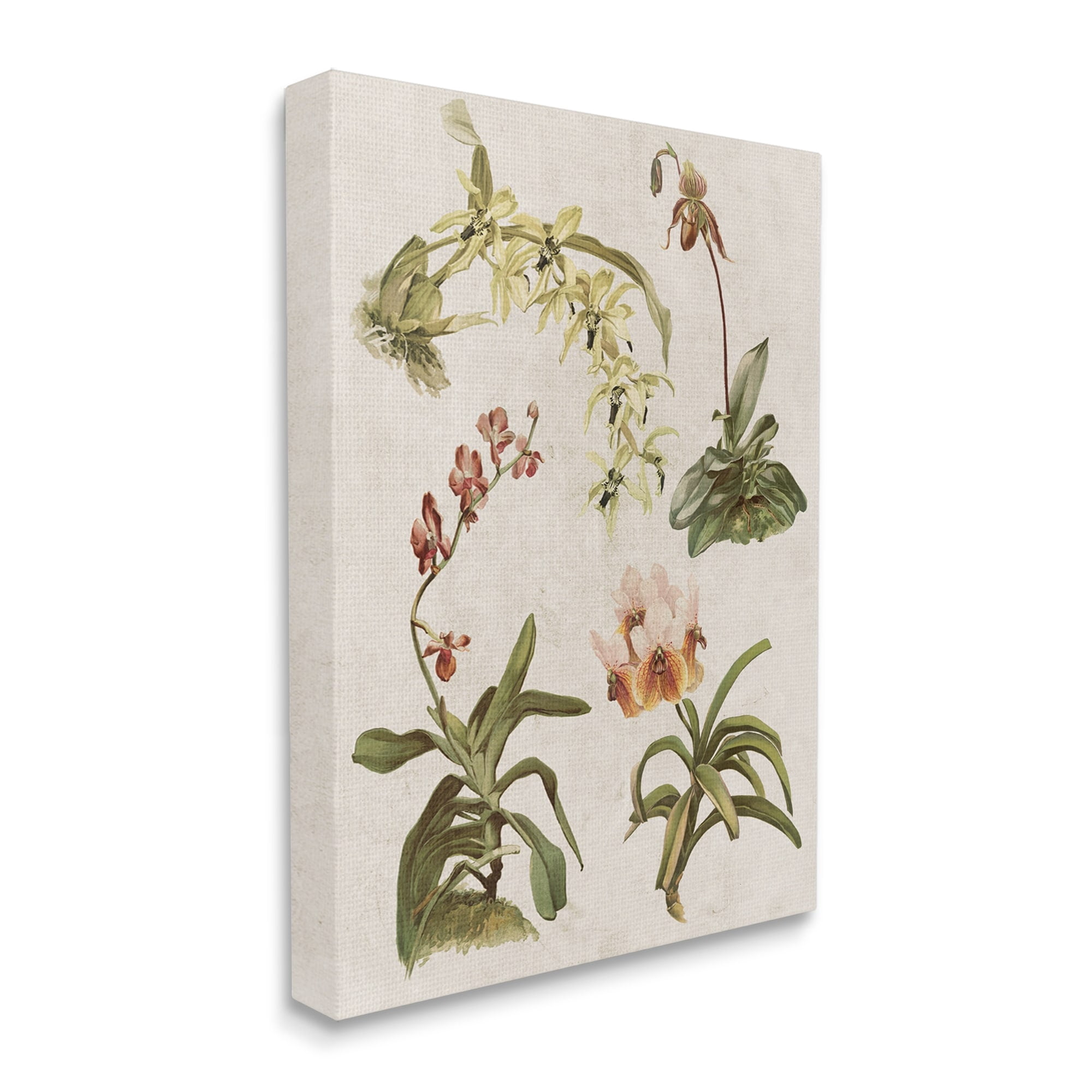 Stupell Vintage Latin Study Flowers Nature Botanical & Floral Painting Gallery Wrapped Canvas Print Wall Art