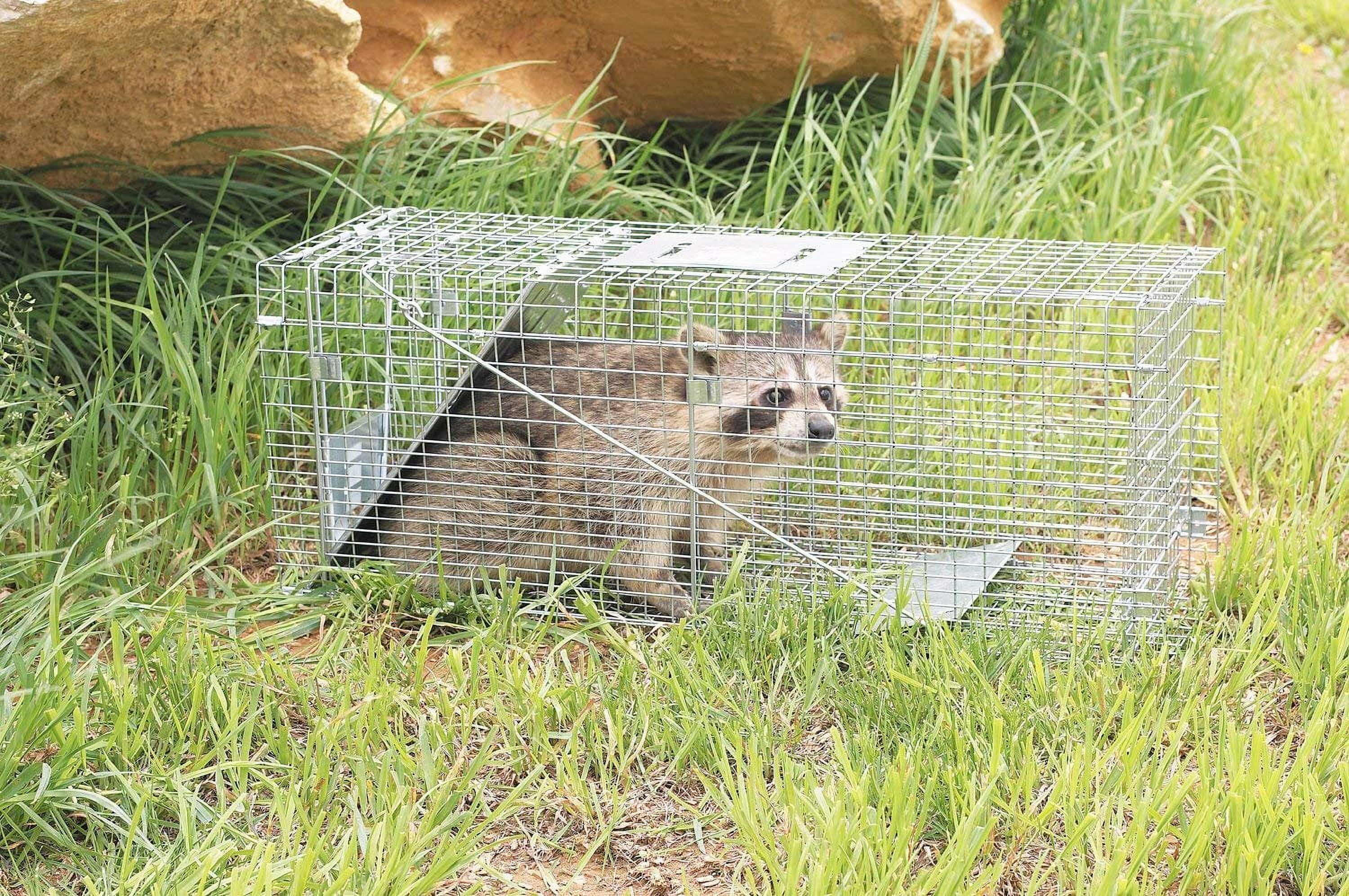  Havahart 1079SR Large 1-Door Humane Catch and Release Live  Animal Trap for Raccoons, Cats, Bobcats, Beavers, Small Dogs, Groundhogs,  Opossums, Foxes, Armadillos, and Similar-Sized Animals : Home Pest Control  Traps 