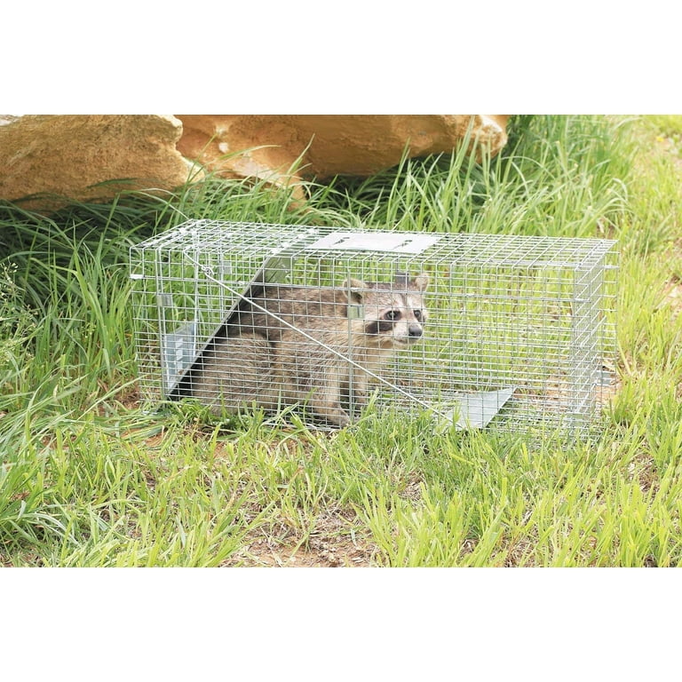 Havahart 1079 Large 1-Door Humane Animal Trap for Raccoons, Cats,  Groundhogs, Opossums (Pack of 4)
