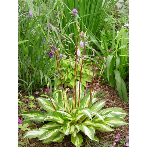 Cherry Berry Hosta - Plantain Lily - 4" Pot