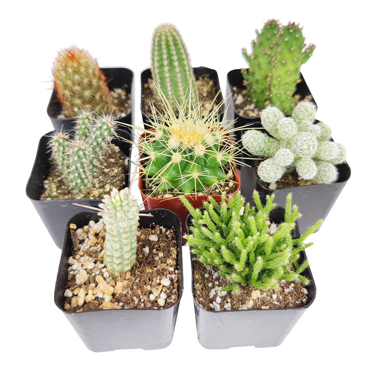 Live Cactus Assorted Pack, Cactus Gift Decoration   20 Succulents ...
