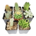 thumbnail image 4 of Live Cactus Assorted Pack, Cactus Gift Decoration - 4 Succulents, 4 of 4