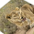 thumbnail image 3 of 3dRose, African Lion, Panthera leo, Tanzania, Africa, 10x10 Wall Clock, 3 of 8