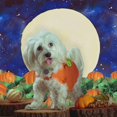 thumbnail image 3 of Fondo de fotografía de campo de calabaza de Halloween de 7x5 pies, cartel de fiesta de cumpleaños para niños, Fondo de Luna de noche estrellada, cabina de fotos oso de fresa Electrónica, 3 of 5