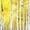 Golden Birch Trees, variant on Elephant Stock Forest Panorama On The Oregon Coast Wall Art - Horizontal Multi Panel Canvas - Living Room Wall Decor - Nature Multi Panel - Green And Brown Decor By Scott Stulberg - 49" x 24"