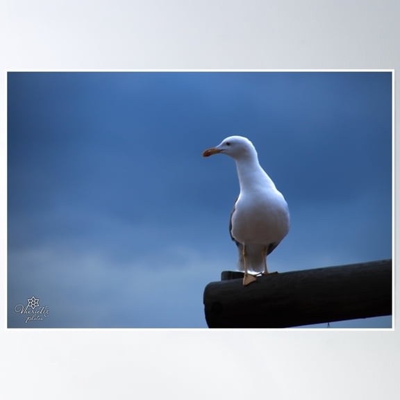 The Seagull Poster Wall Art, Modern Wall Decor, 8x12 UNFRAMED