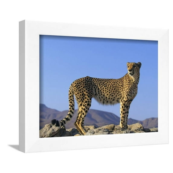 Portrait of Standing Cheetah, Tsaobis Leopard Park, Namibia, Animals Framed Art Print Wall Art by Tony Heald Sold by Art.Com