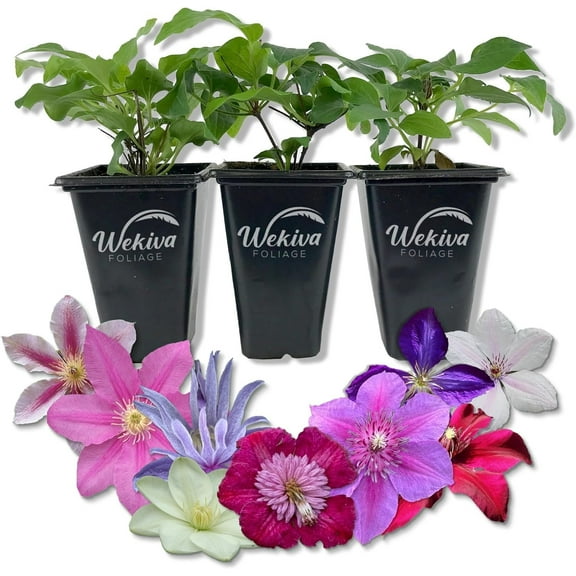 Clematis Variety Pack - 3 Live Starter Plants in 2 Inch Pots - Grower's Choice One Each of Multiple Clematis Varieties - Beautiful Flowering Vines from Florida