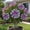Q, variant on 10 Desert Rose Seeds-Low Maintenance-Ideal for Beds Borders, Plant Pots & Planters