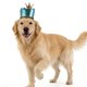 thumbnail image 4 of MERRYHAPY 1Jgo Sombrero Y Corbatín Para Cumpleaños De Perro Con Y Material Cómodo Para Mascotas, 4 of 6