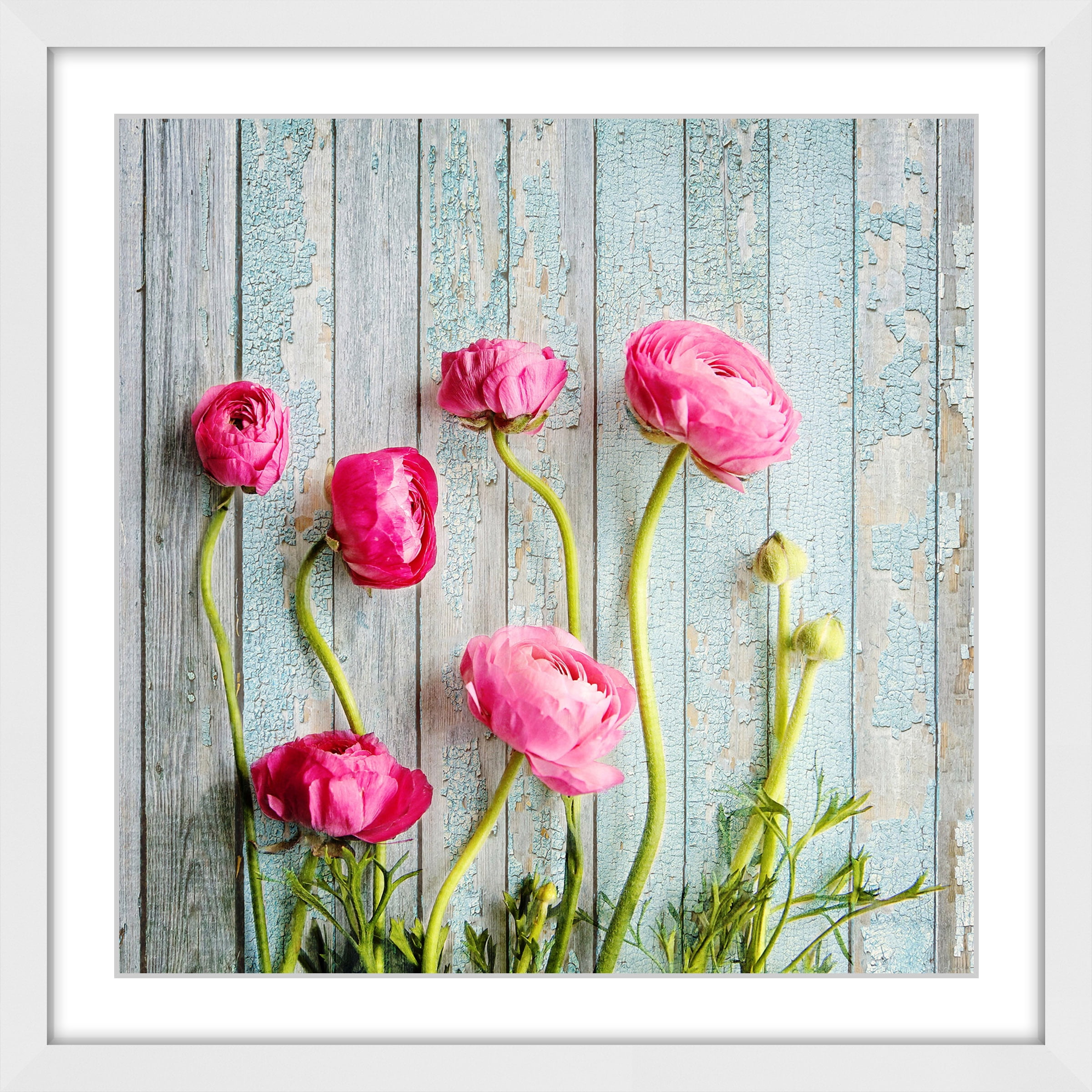 "Pink Ranunculus" Framed Painting Print