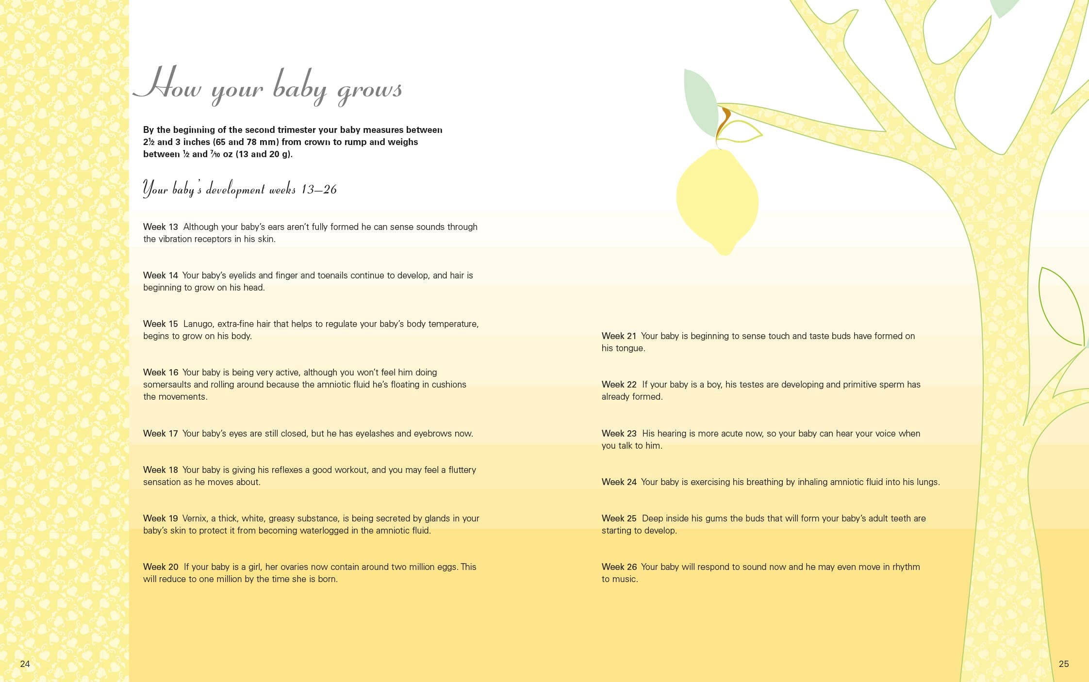 My Pregnancy Journal Alison Mackonochie (Hardcover)