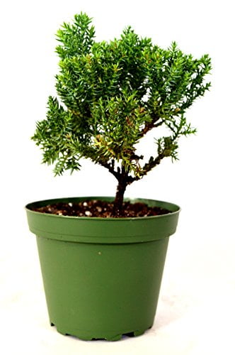 Juniper Procumbens Nana ~Bonsai Starter Plant~ by