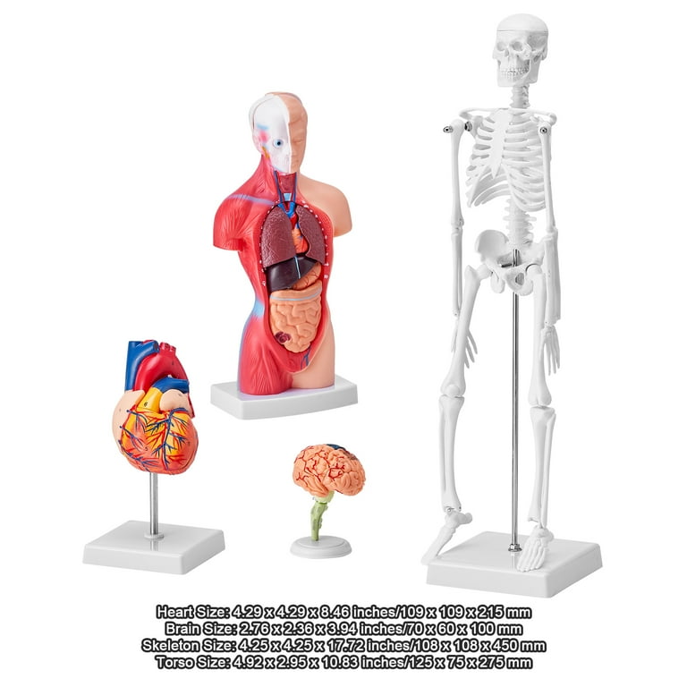 KFFKFF Collection of Human Anatomy Models, Includes Brain, Human