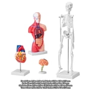 KFFKFF Collection of Human Anatomy Models, Includes Brain, Human Body Torso, Heart, Skeleton, Set of 4, 3D Interactive Study Aids, Instructional Tools for Physiology Students or Educational Resource