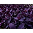 thumbnail image 2 of 5 Cuttings Purple Heart Wandering Jew - Tradescantia Pallida Purpurea Plant - Easy to Grow Indoor Outdoor Plant, 2 of 2