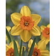 thumbnail image 1 of TASC Narcisse à grandes coupes Red Devon, 1 of 2