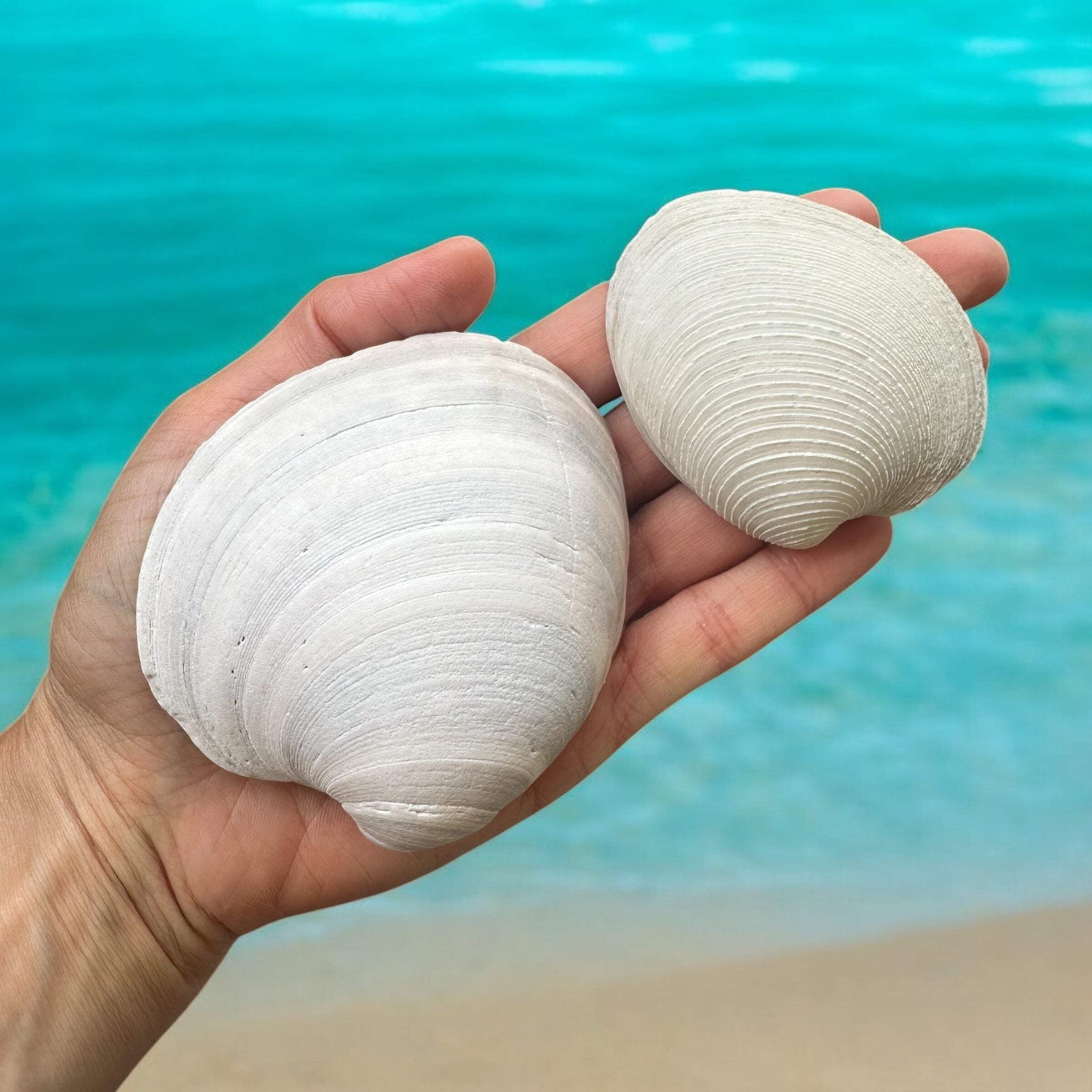 10 Pieces Large Clam Seashells Thick Round White Big Ocean Sea Shells Beach Decor Nautical Diy Art Craft Painting Fish Tank Aquarium Decoration