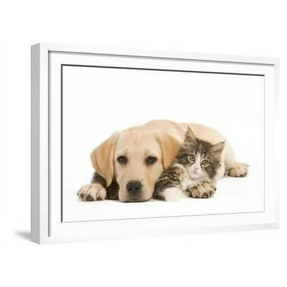 Cat and Dog Labrador Puppy and Norwegian Forest, Framed Art Print Wall Art Sold by ArtCom