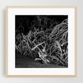 thumbnail image 2 of Tangled - Guanacaste Province Costa Rica Photography Industrial Abstract Black and White Nautical Rustic Pattern Moody Unframed Wall Art Print 6 x 6 inches, 2 of 9