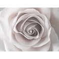 thumbnail image 2 of Frank, Assaf 32x25 Black Ornate Wood Framed with Double Matting Museum Art Print Titled - Rose close-up, 2 of 4