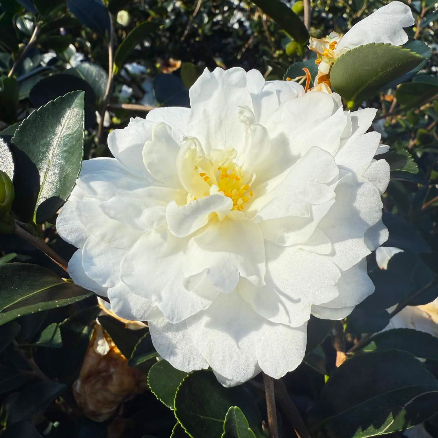 Expert Gardener Mine No Yuki Camellia (2.5 Gallon) Flowering Evergreen Shrub with White Blooms - Full Sun Live Outdoor Plant