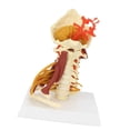 thumbnail image 2 of Modelo de vertebral Modelo de médula espinal,Arterias Nervios de la lumbar,Modelo de vértebra cervical Modelo de cervical con, 2 of 9