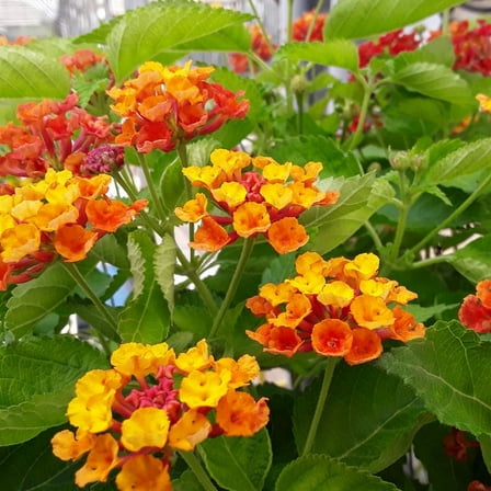 Set 2 Orange Lantana Plants Live, Lantana Plants, 4-8 Inch Tall