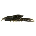 thumbnail image 3 of Tackle HD 8-Pack Hi-Def Craw Bass Lures, 3D Scanned From Live Crawfish, 3-Inch Soft Plastic Crawfish Lures for Bass Fishing, Rubber Fishing Lures for Freshwater, Green Pumpkin, 3 of 7