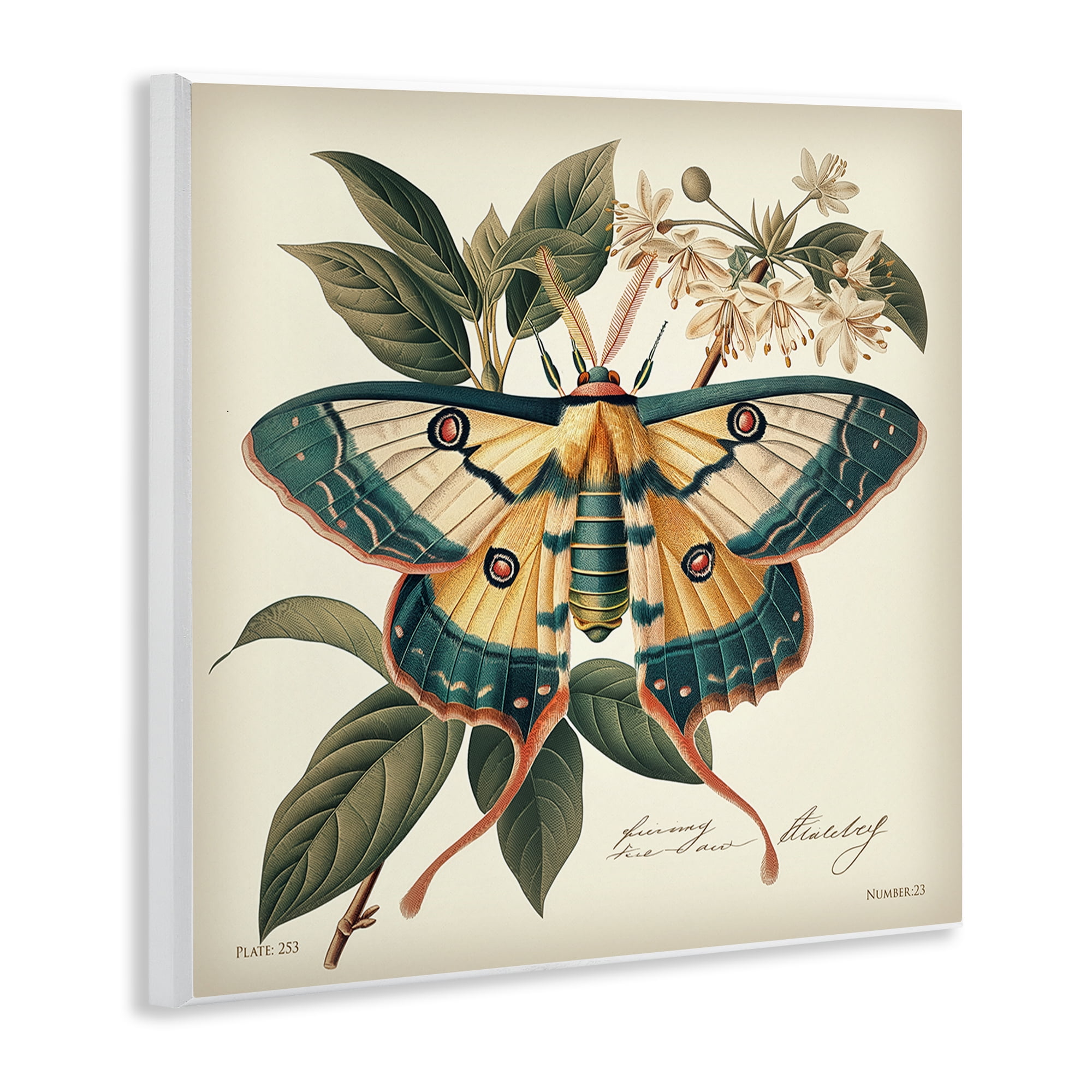 Stupell Industries Vintage Moth & Plant Study Animals Painting Unframed Art Print Wall Art, 12 x 12