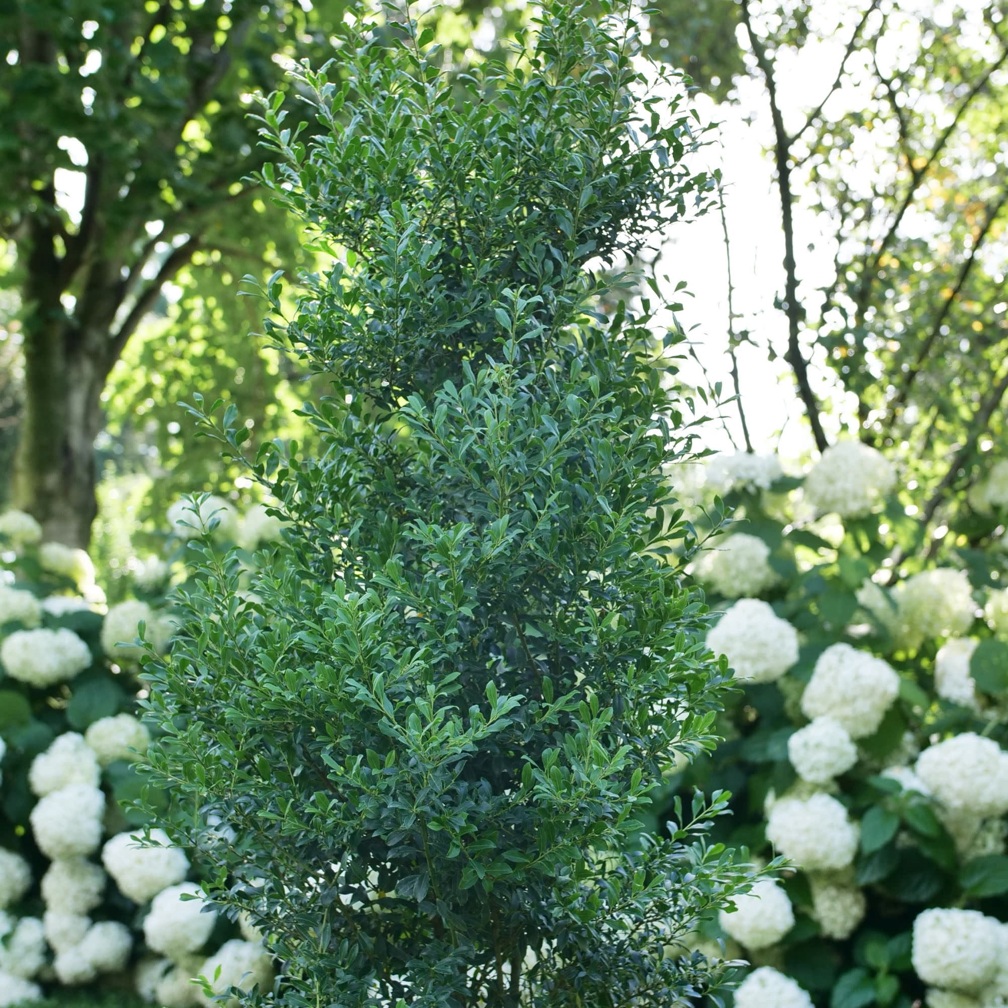 Proven Winners ColorChoice 5" Squeeze Box Inkberry Holly Live Plant in 4.5" Pot (4 Count)