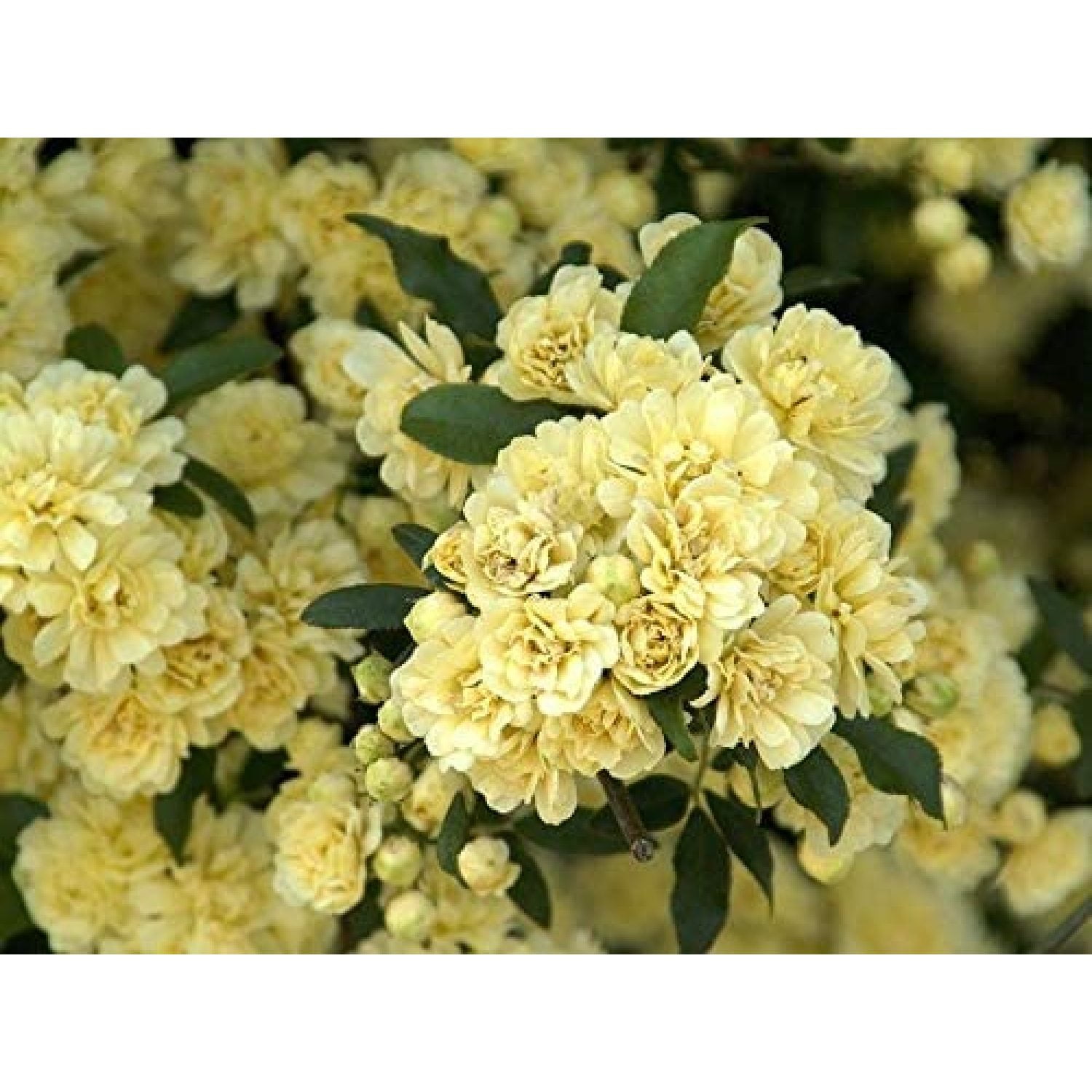 Flowering Plant Rosa banksiae ' Lutea' Yellow Lady Banks Climbing Rose 1 Plants 2 Feet