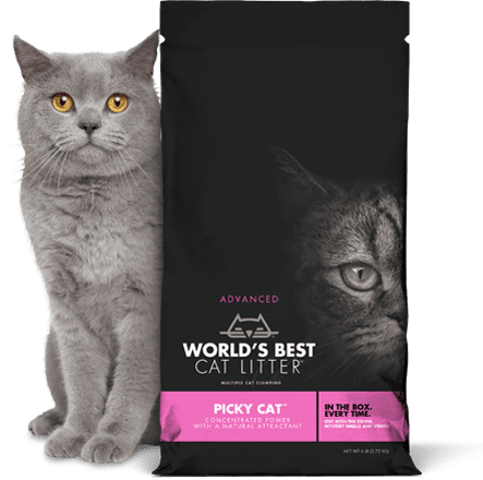 cat food for finicky cats