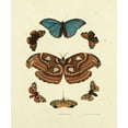 thumbnail image 2 of Knorr 26x30 White Modern Wood Framed Museum Art Print Titled - Knorr Butterflies II, 2 of 4