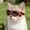 Red, variant on TYShandao Pet Goggles