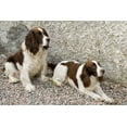 thumbnail image 2 of Kaveney, Wendy 24x17 White Modern Wood Framed Museum Art Print Titled - Ireland, Donegal Two Springer spaniel dogs, 2 of 4