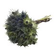 thumbnail image 2 of Jackpot Deep Blue Eryngium - Farm Direct Fresh Cut Flowers - 50 Stems - by Bloomingmore, 2 of 5