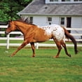 thumbnail image 2 of Juguete para caballos Breyer Horses Traditional Chocolatey 1:9, 2 of 3