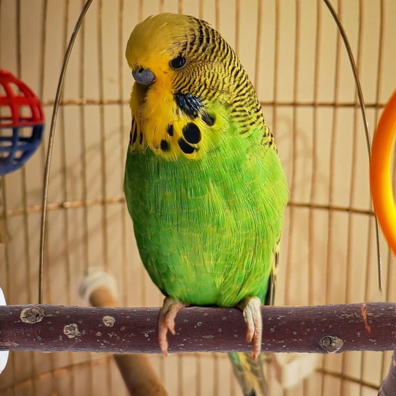 OUNONA Portable Wooden Bird Perch Stand Natural Material for Parrot Cage Use