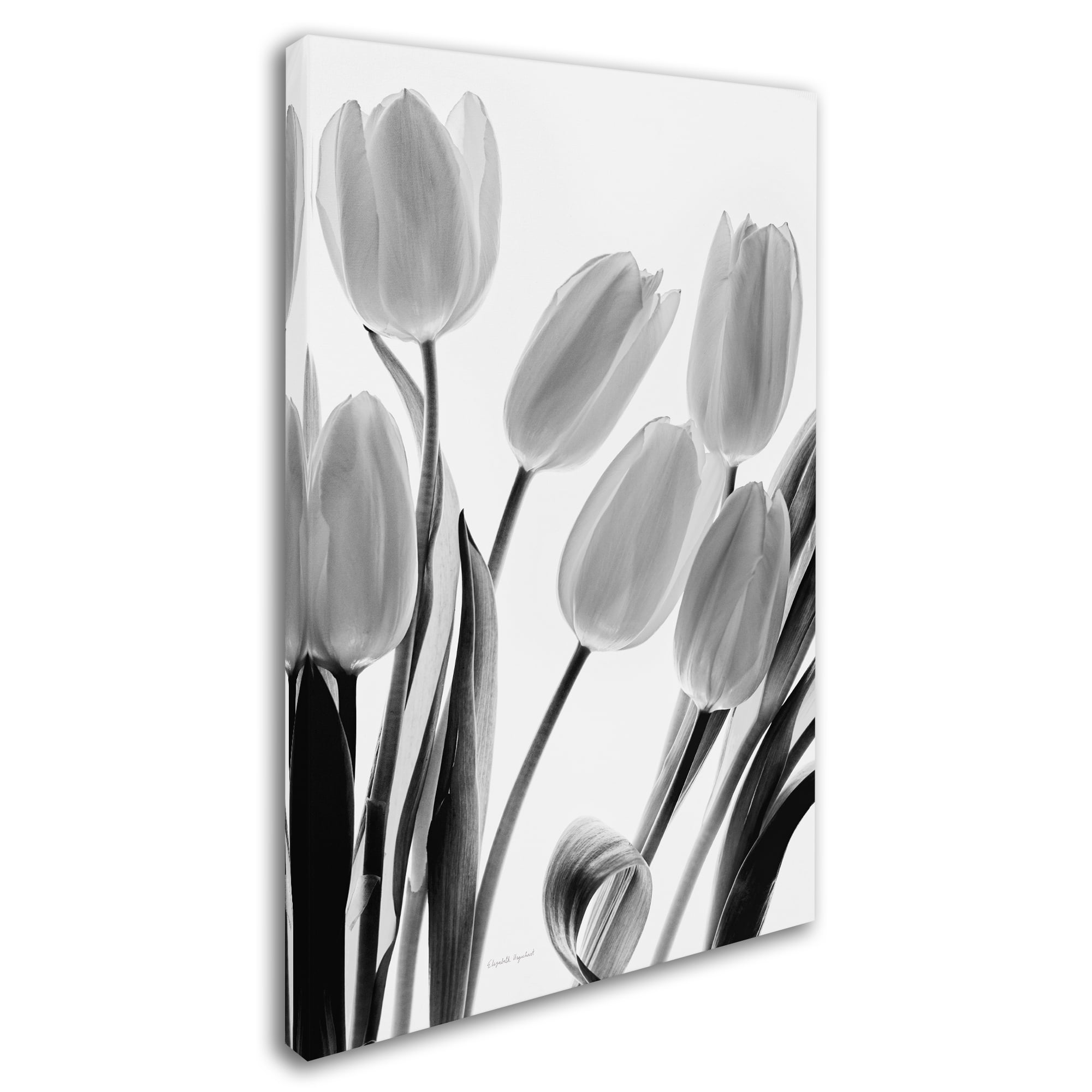 Trademark Fine Art 'Shadows and Light I' Canvas Art by Elizabeth Urquhart