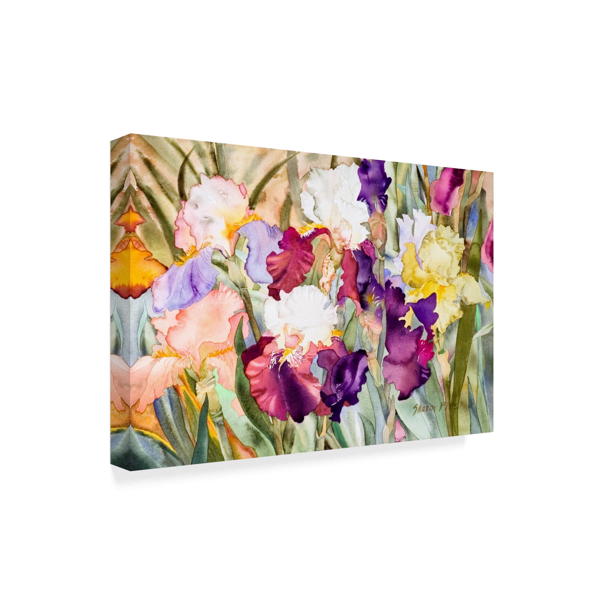 Trademark Fine Art 'Iris Garden 1' Canvas Art by Sharon Pitts