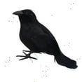 thumbnail image 7 of Halloween Black Fake Ravens Realistic Looking Decorative Birds for Indoor Outdoor Display, 7 of 7