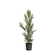 Brighter Blooms - Leyland Cypress Tree, 4-5 ft. - No Shipping to AK, AZ, HI