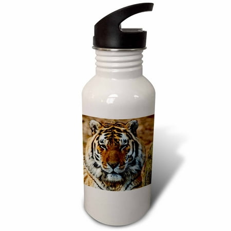 

Bengal Tiger Louisville Zoo Louisville Kentucky - US18 AJE0301 - Adam Jones 21 oz Sports Water Bottle wb-90368-1
