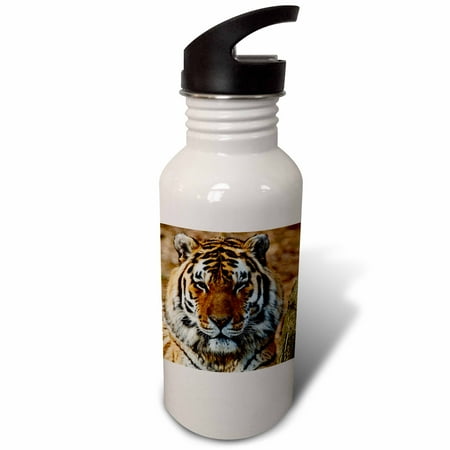 

Bengal Tiger Louisville Zoo Louisville Kentucky - US18 AJE0301 - Adam Jones 21 oz Sports Water Bottle wb-90368-1