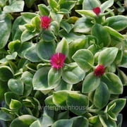 Aptenia Cordifolia Variegata, Dorotheanthus Crystal, Baby Sun Rose - Pot Size: 3 (2.6x3.5) - Colorful Foliage, Plants